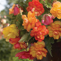 Golden Balcony Hanging Basket Begonia