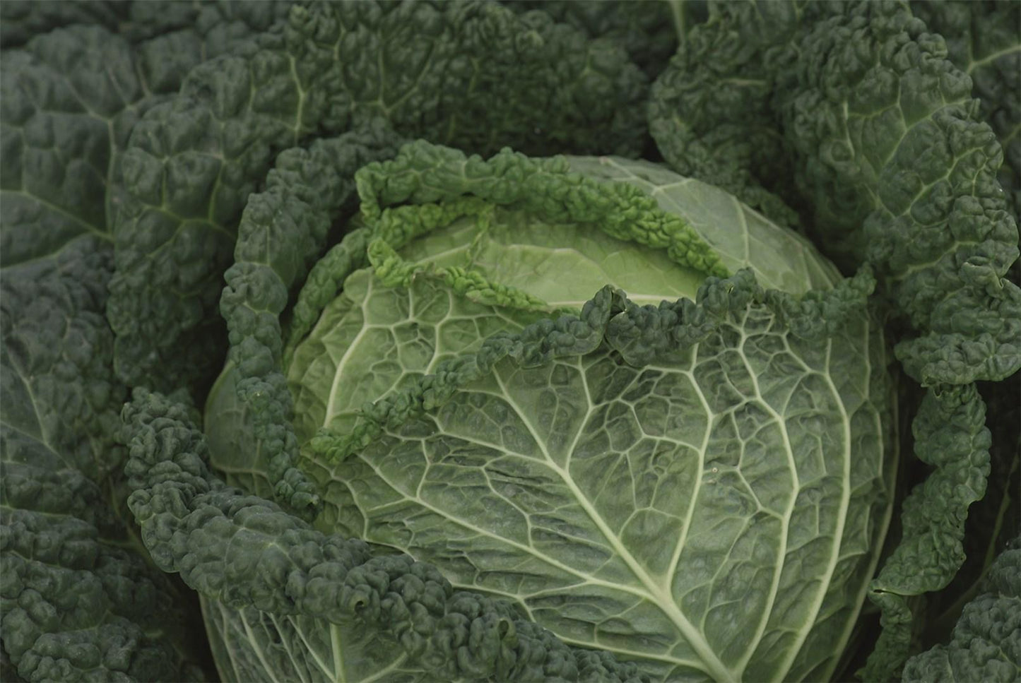 Clarissa – Cabbage Seed