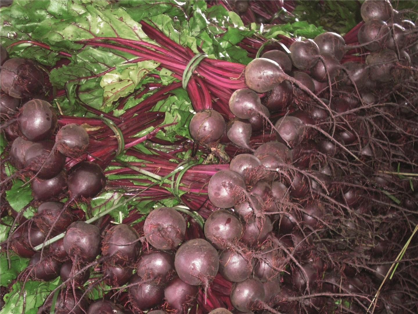 Rhonda – Organic Beet Seed