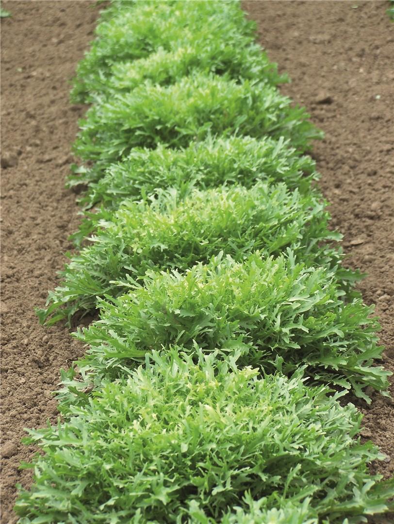 Rhodos – Endive Seed