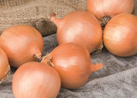 Powell – Organic Onion Seed