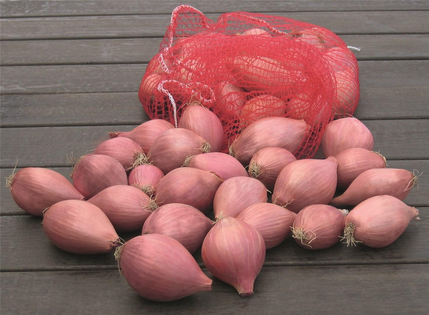 Conservor – Organic Shallot Seed