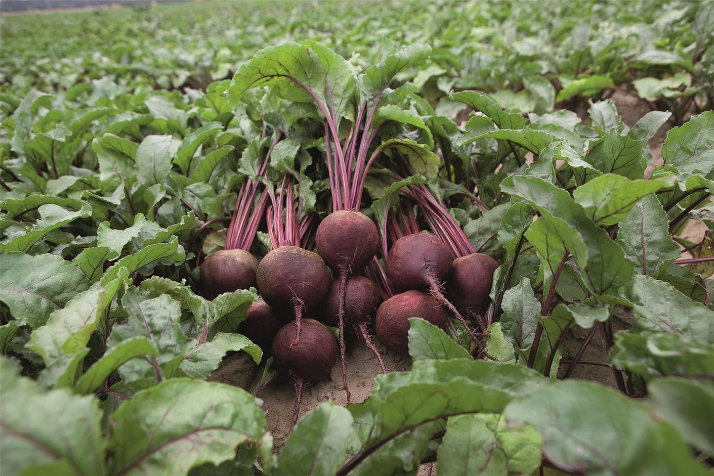 Rhonda – Organic Beet Seed