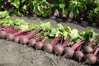 Merlin – Organic Beet Seed