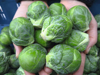 Silvia – Brussels Sprout Seed