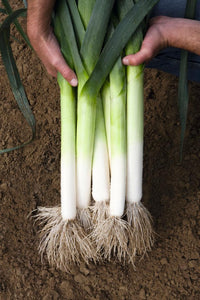 Megaton – Organic Leek Seed