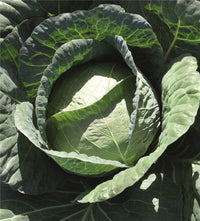 Capture – Cabbage Seed