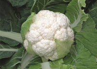 Skywalker – Organic Cauliflower Seed
