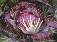 Leonardo – Radicchio Seed