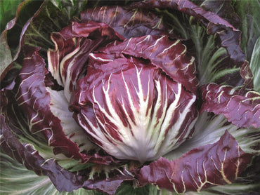 Leonardo – Radicchio Seed