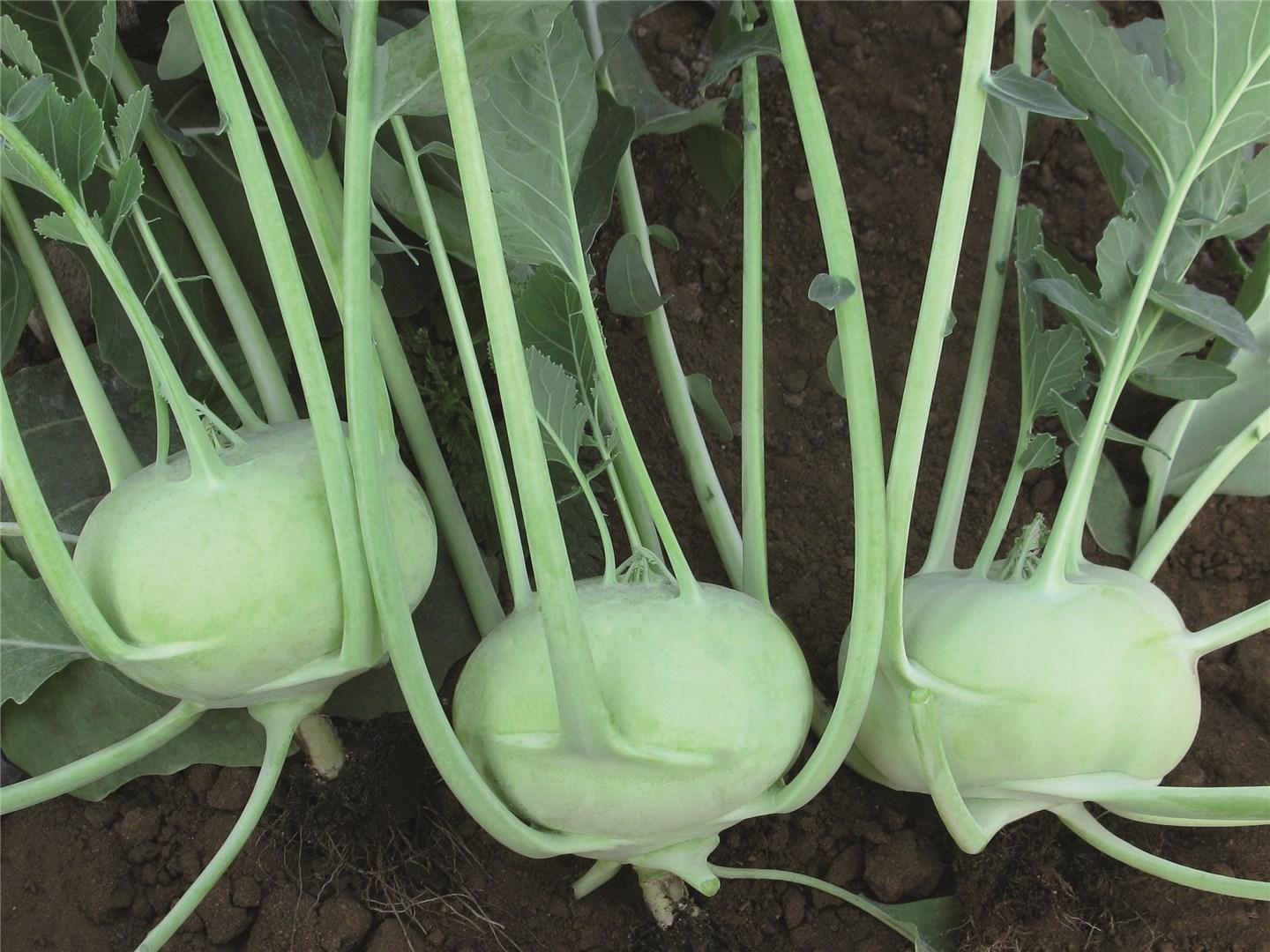 Konan – Organic Kohlrabi Seed