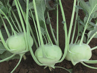 Konan – Organic Kohlrabi Seed