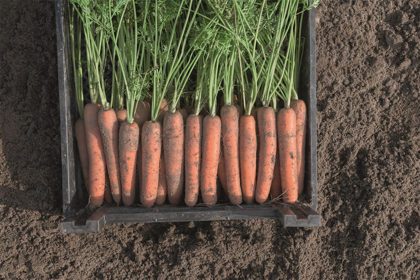 Negovia – Organic Carrot Seed