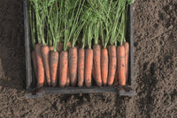 Negovia – Organic Carrot Seed