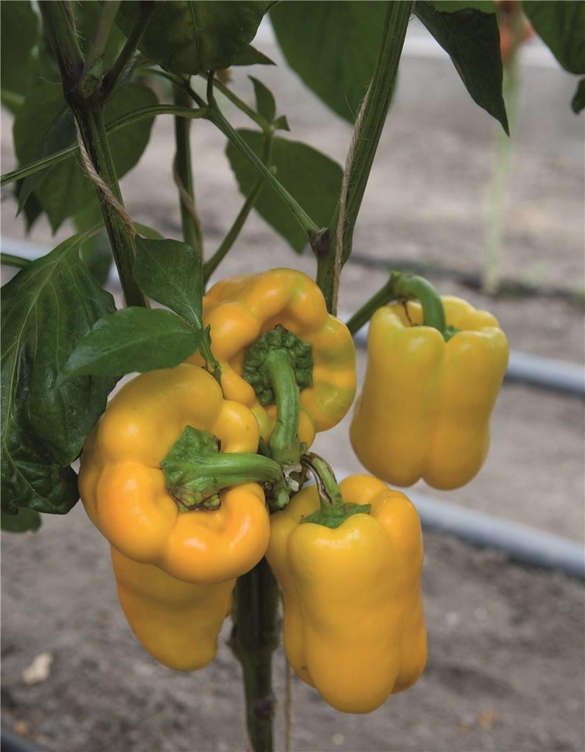 Flavorburst – Organic Bell Pepper Seed