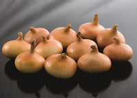 Gold Coin – Onion Seed