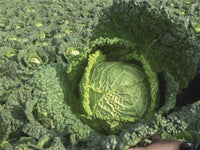 Famosa – Organic Cabbage Seed
