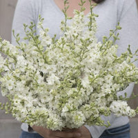 Galilee Mixture – Organic Larkspur Seed