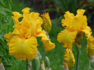 Garden Time Bearded Iris Seeds