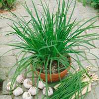 Garlic Chives