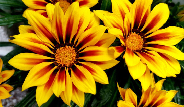 Heirloom Non-GMO Gazania Rigens Flower Seeds for Planting – Bright Drought-Tolerant Garden Blooms