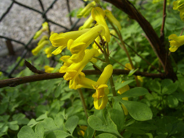 Corydalis Lutea Flower Seeds – Heirloom, Non-GMO Flower Seeds for Planting