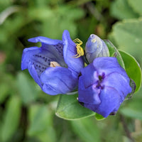 Heirloom Non-GMO Blue Gentiana Sceptrum Flower Seeds for Alpine Garden Beds and Vibrant Outdoor Planting