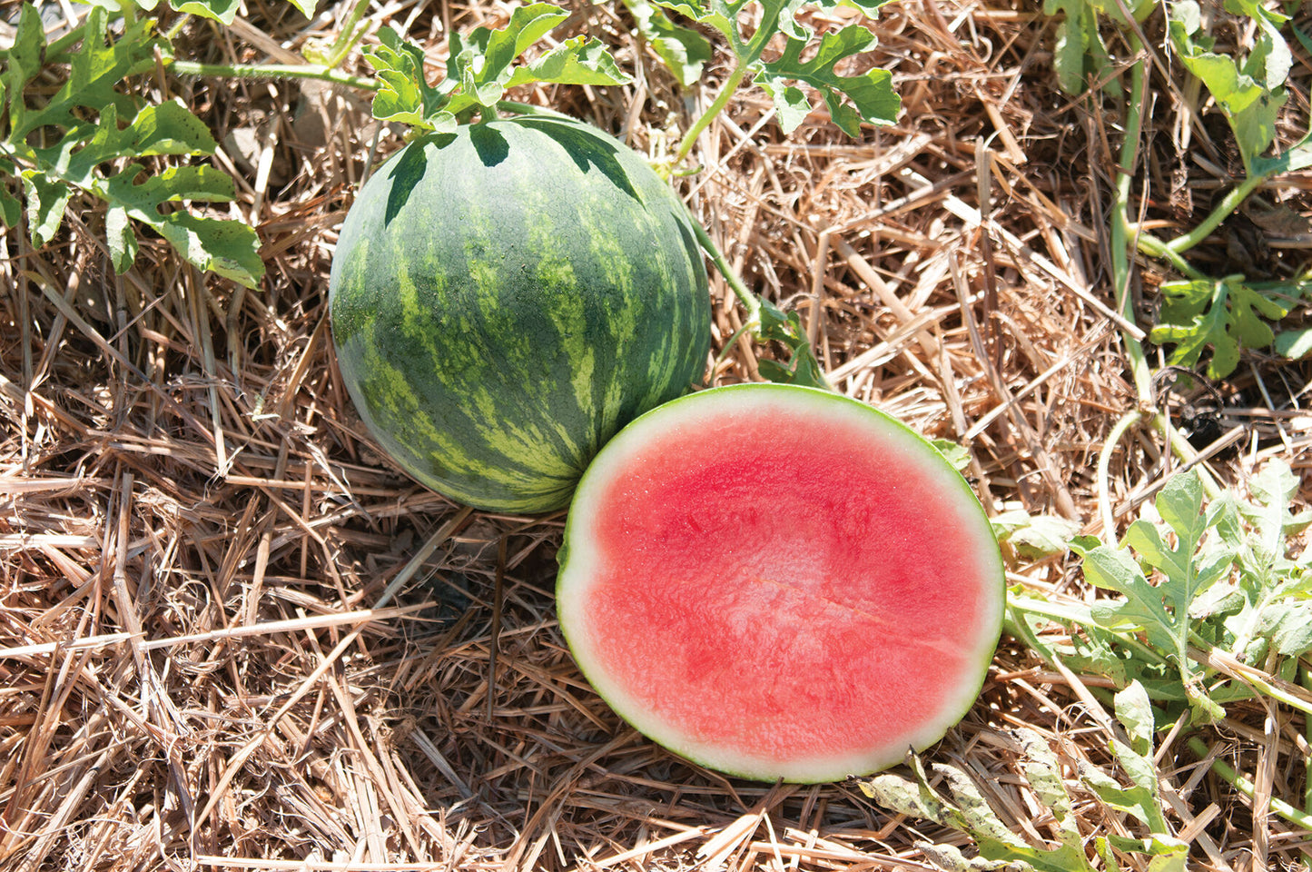 Gentility – Treated Watermelon Seed