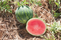Gentility – Treated Watermelon Seed