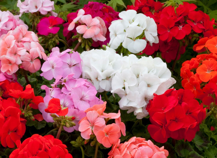 Mixed Geranium Flower Seeds for Planting - Heirloom & Non-GMO Seeds