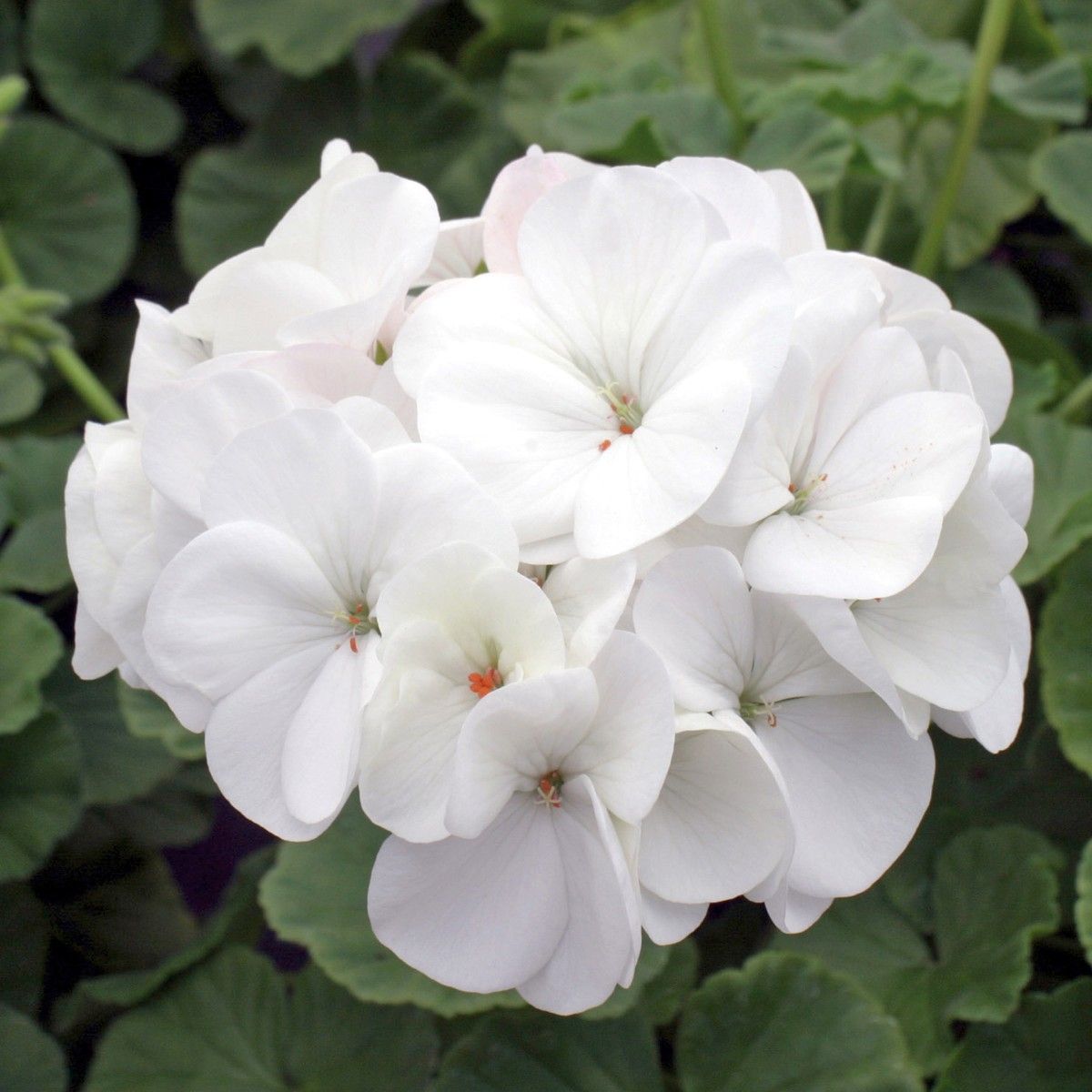 Pelargonium (Pelargonium scientific name) for planting in garden