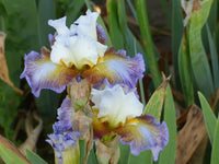 Get Back Reblooming Bearded Iris Seeds