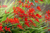 Fire King Crocosmia