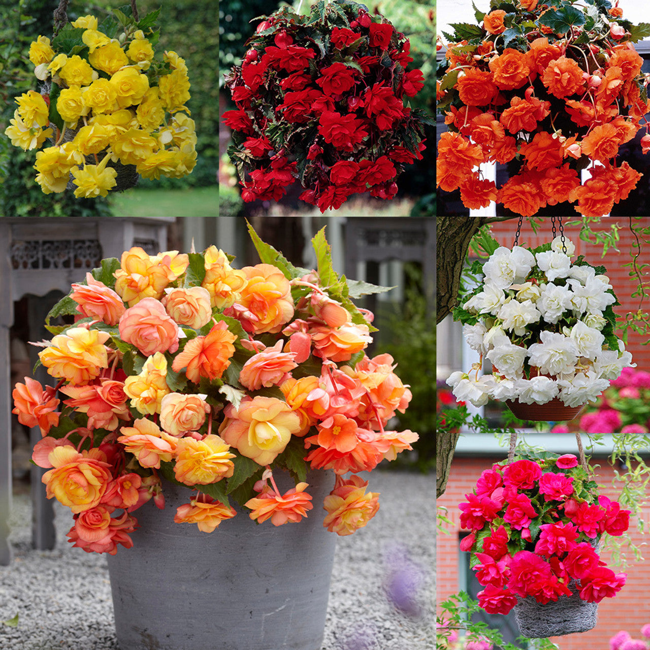 Hanging Basket Begonia Collection