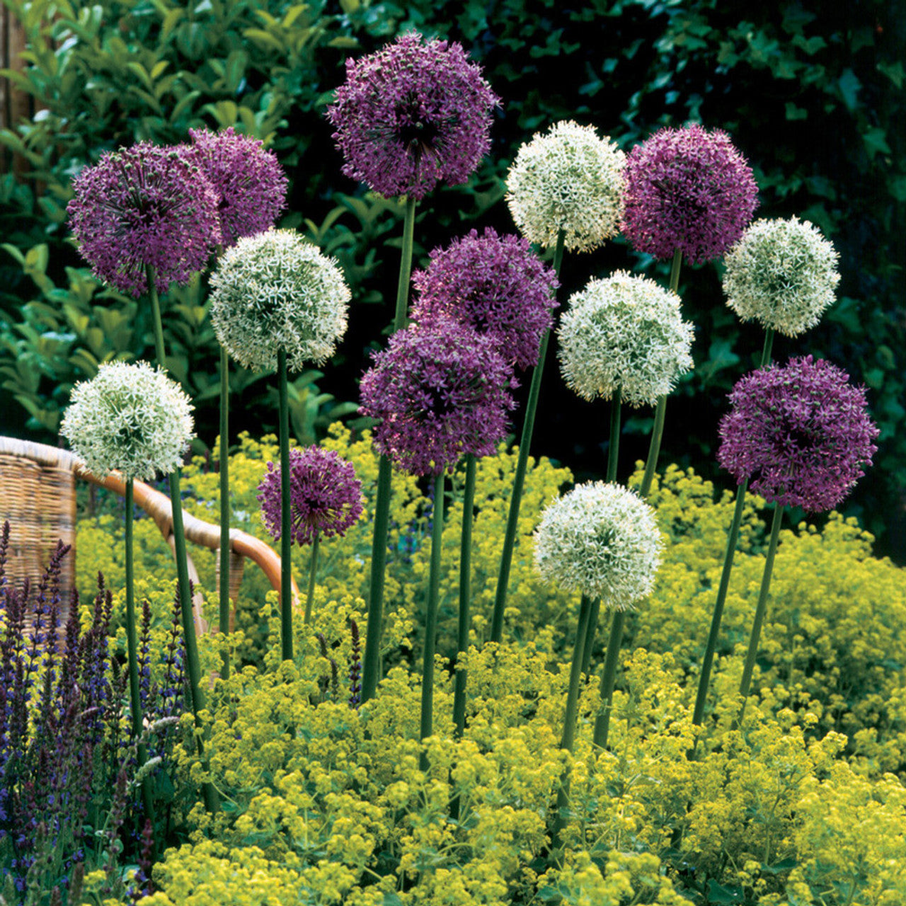 Giant Allium Bulbs