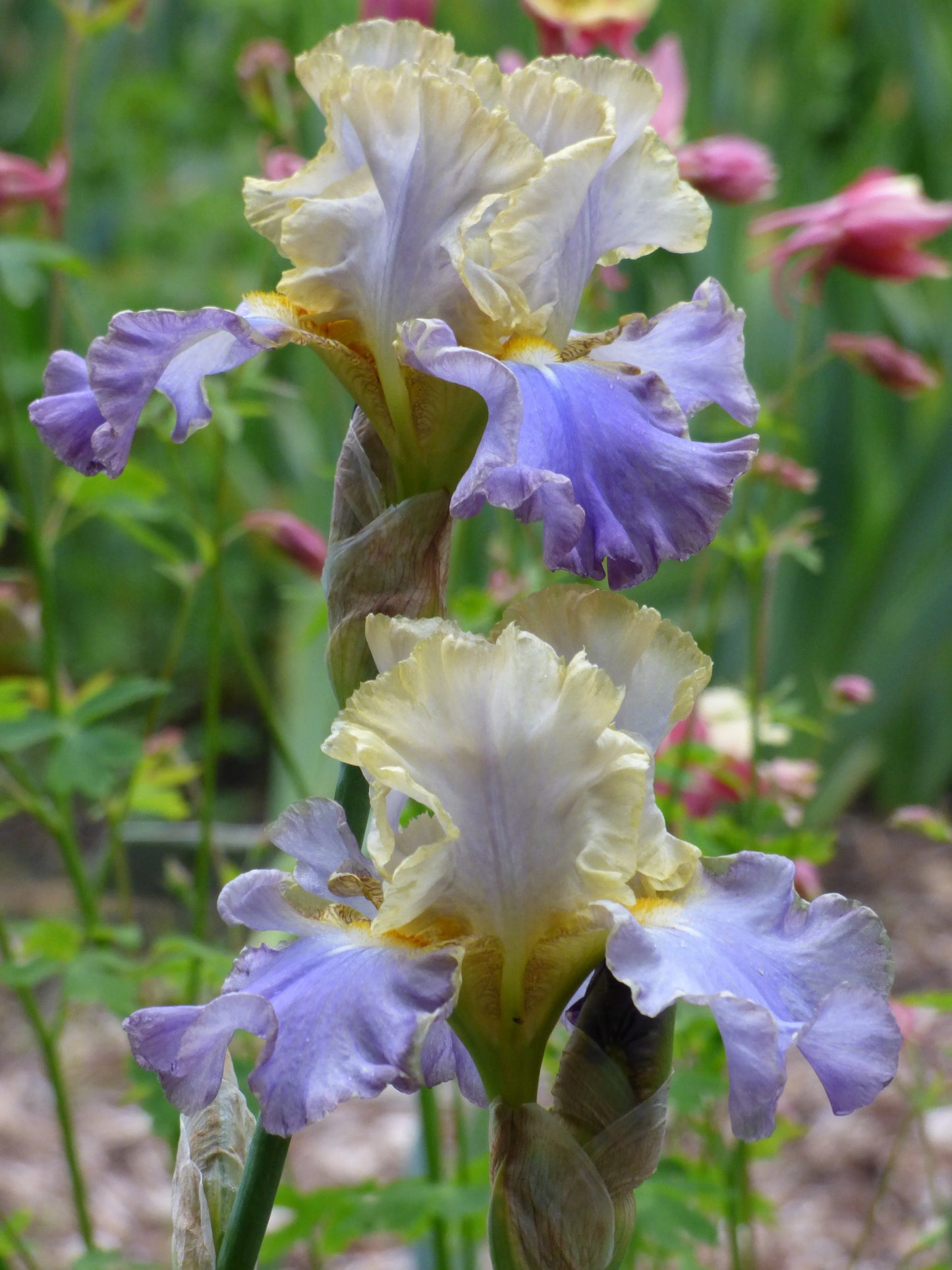 Gilt Edged Bond Bearded Iris Seeds