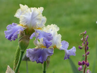 Gilt Edged Bond Bearded Iris Seeds