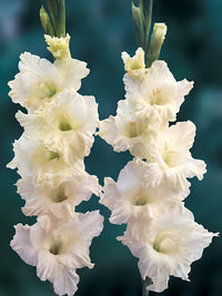 Gladiolus- Cream Perfection