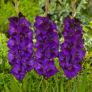 Cumsuis Dwarf Gladiolus