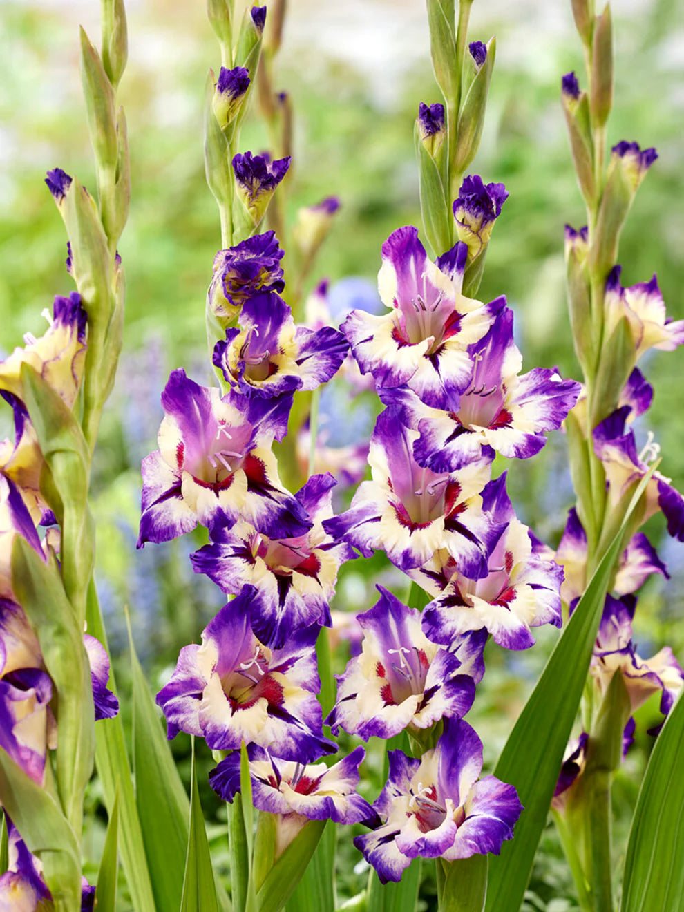Circus Color Gladiolus