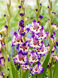 Circus Color Gladiolus
