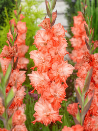 Coral Crush Gladiolus