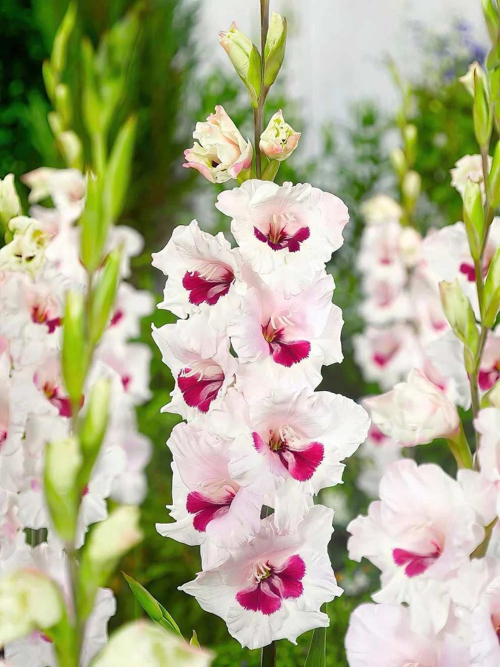 Fiorentina Gladiolus