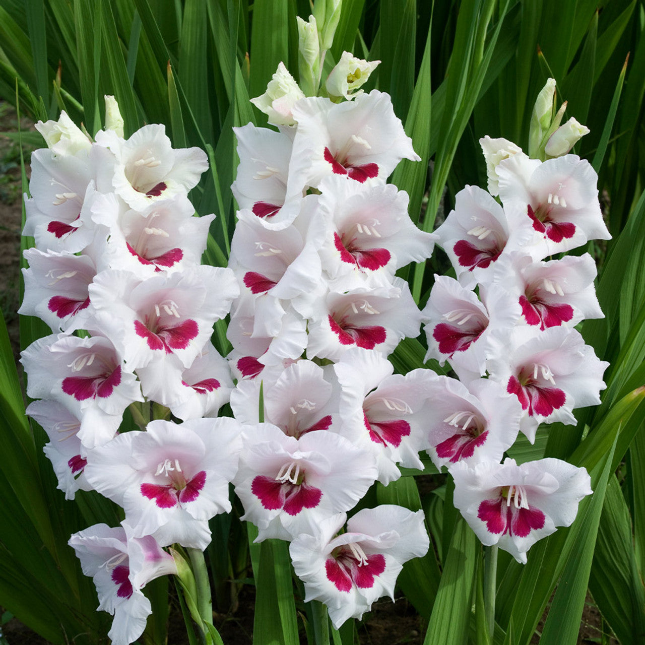 Fiorentina Gladiolus
