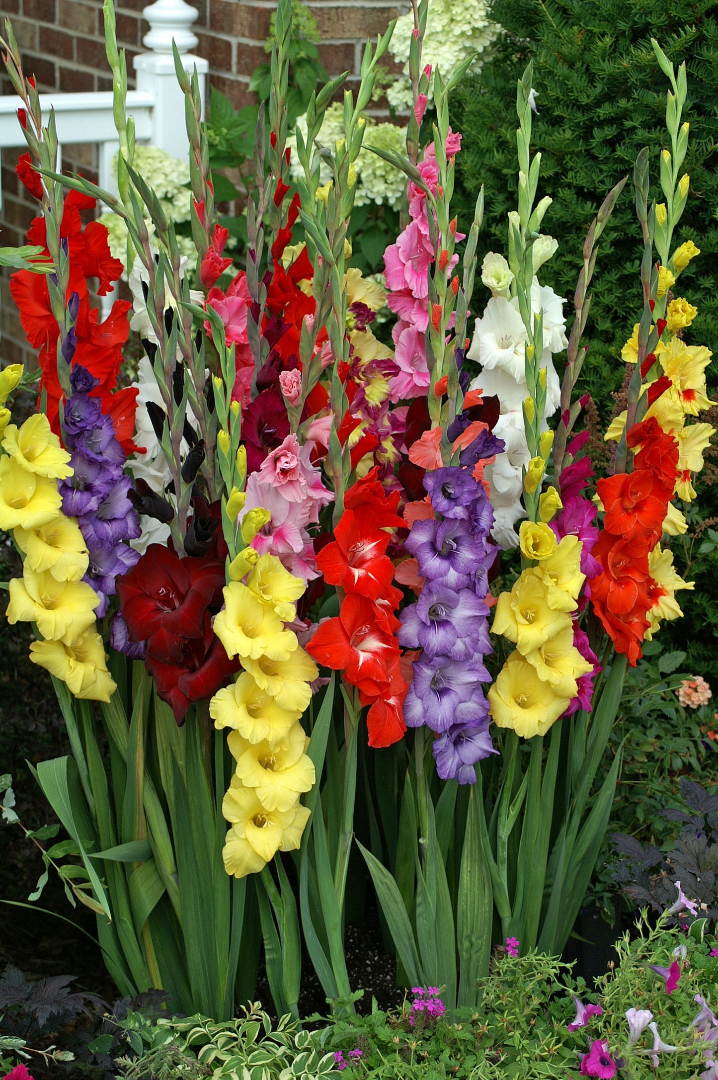 Royal Glamini Gladiolus Blend