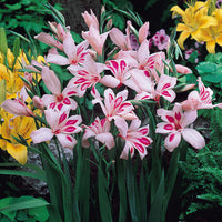 Impressive Hardy Gladiolus