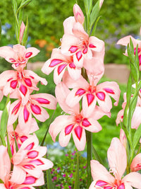 Impressive Hardy Gladiolus