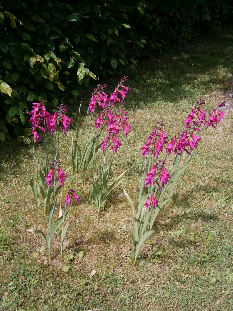Byzantinus Gladiolus