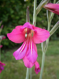 Byzantinus Gladiolus