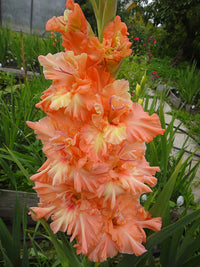Coral Crush Gladiolus